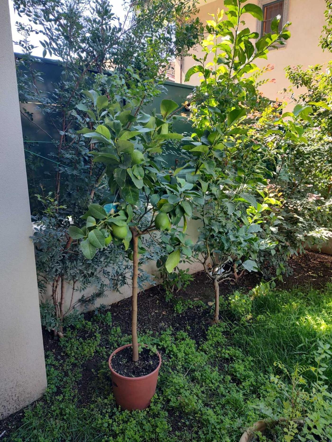 Villa Il Giardino Di Limoni Marino Exterior foto